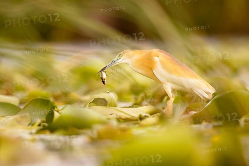 Squacco Heron (Ardeola ralloides) with fish prey in its beak, Extremadura, Spain