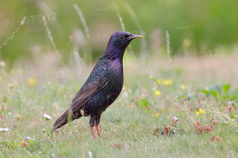 Star, lat.Sturnus vulgaris, auf einer Sommerwiese bei der Nahrungssuche