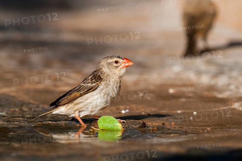 Red-billed Quelea (Quelea quelea) drinking at a waterhole, Namibia
