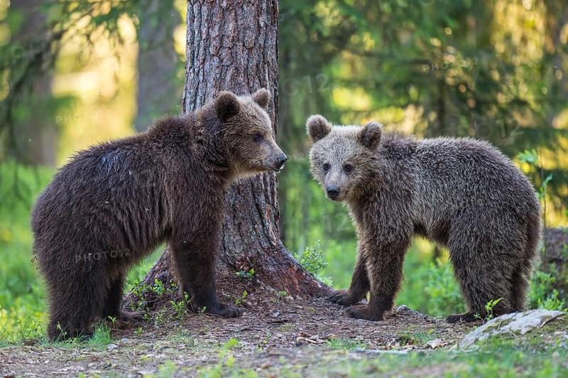 Eurasian Brown Bear (Ursus arctos) two cubs in forest, Finland