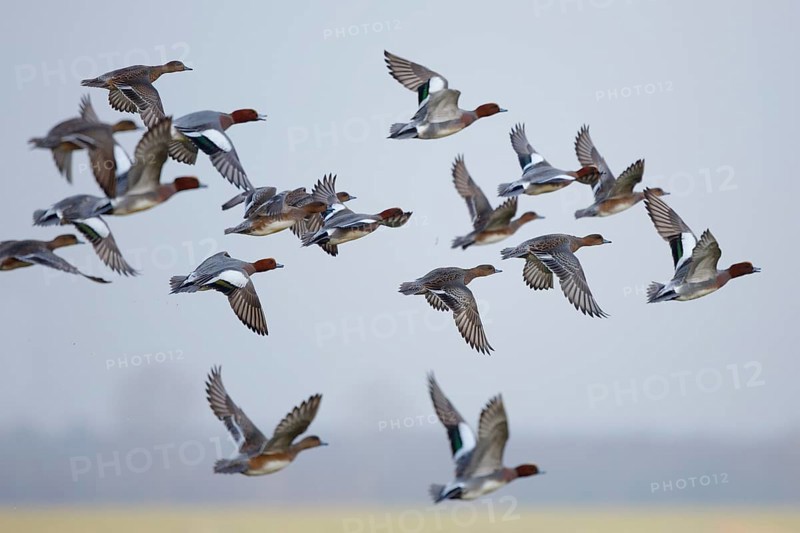 Eurasian Wigeon (Mareca penelope) flying, Friesland, Netherlands