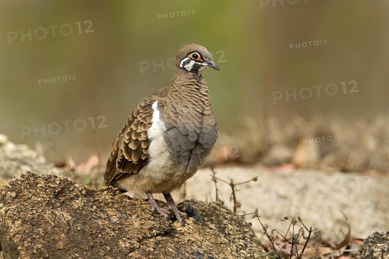 Squatter Pigeon (Geophaps scripta peninsulae), Queensland, Australia