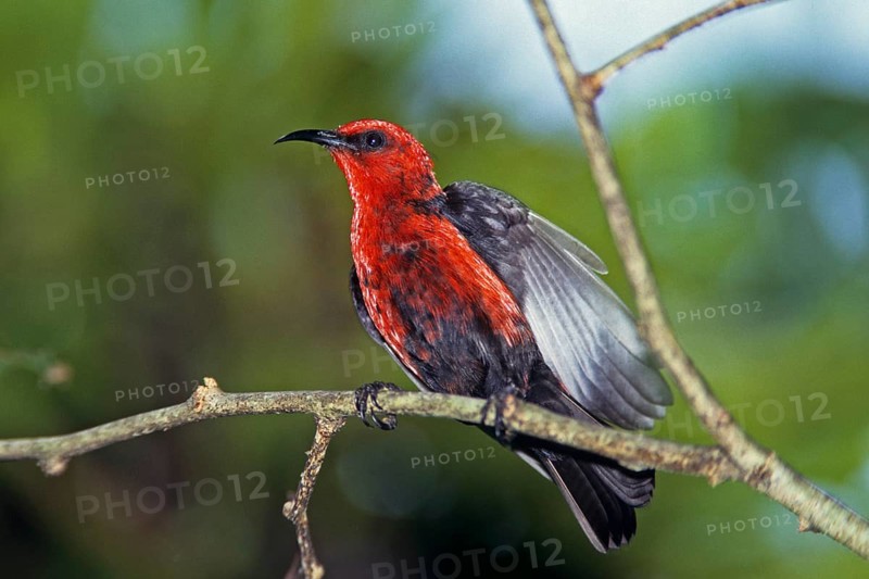 Micronesian Myzomela (Myzomela rubratra), Rota Island, Northern Mariana Islands