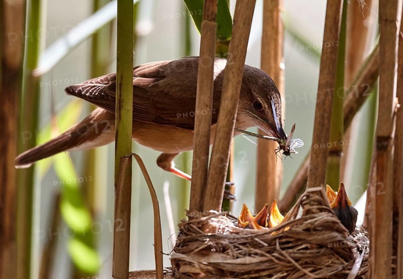 Great Reed Warbler (Acrocephalus arundinaceus) feeding chicks in nest, Mecklenburg Western-Pomerania, Germany