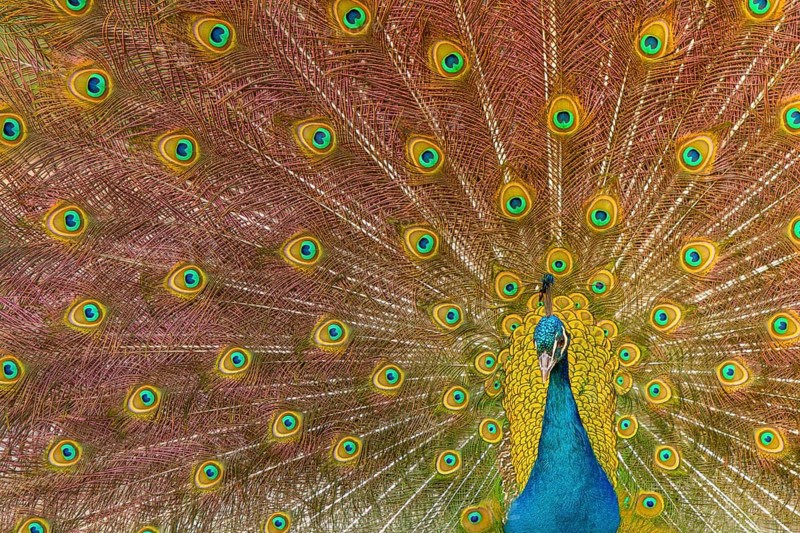 Indian Peafowl (Pavo cristatus), male at courtship display, Castilla Leon, Spain