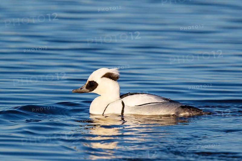Smew (Mergellus albellus) male, Netherlands