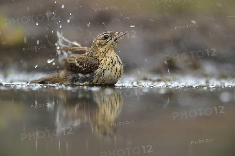 Tree Pipit (Anthus trivialis) bathing, Netherlands