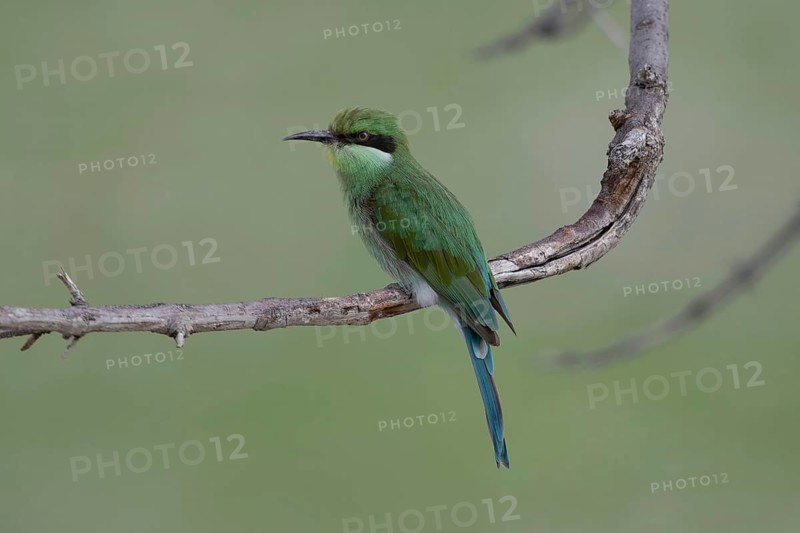 Swallow-tailed Bee-eater (Merops hirundineus), Namibia Africa