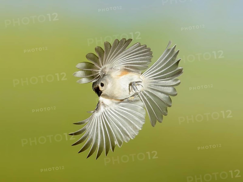 Tufted Titmouse (Baeolophus bicolor) flying, Texas, USA
