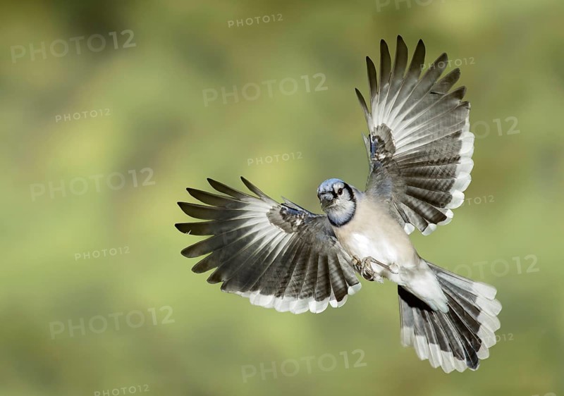 Blue Jay (Cyanocitta cristata) flying, Texas, USA