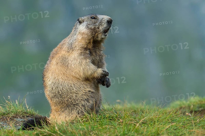 Alpine Marmot (Marmota marmota) adult warning and whistling, High Tauern National Park, Carinthia, Austria