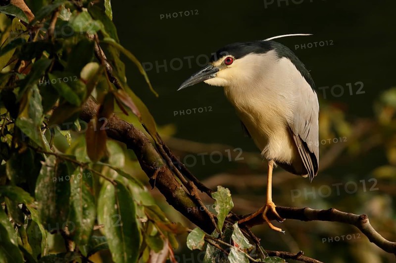 Black-crowned Night Heron (Nycticorax nycticorax) perched on a branch, Sri Lanka