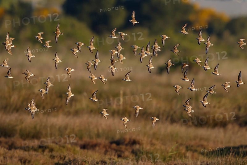 Kentish Plover (Charadrius alexandrinus) group flying, Mallorca, Spain
