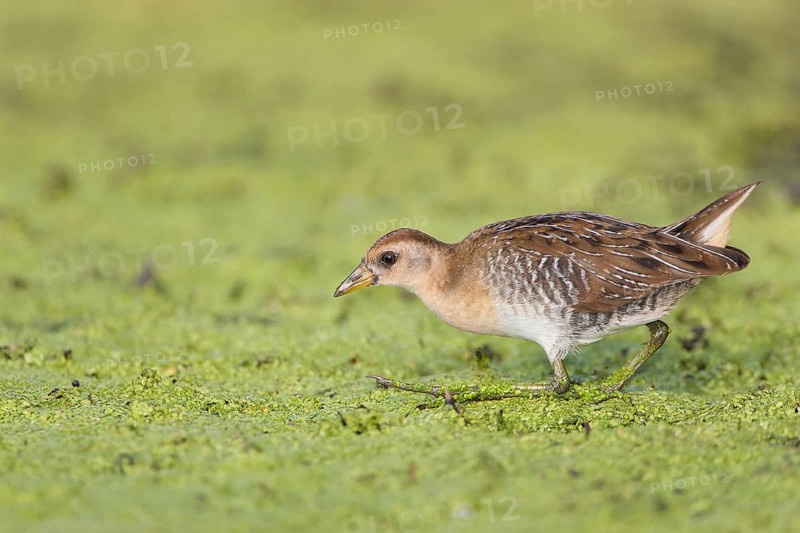 Sora : Great Meadows NWR : Concord, MA