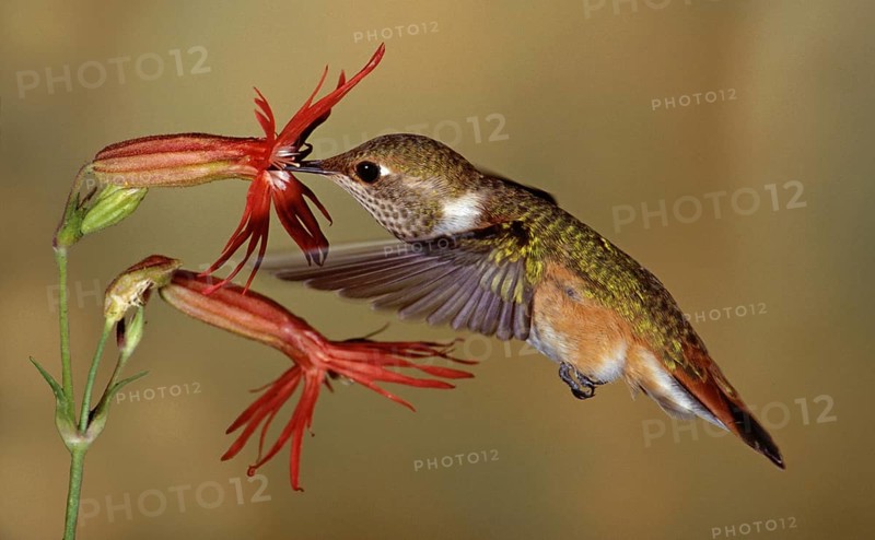 Rufous Hummingbird (Selasphorus rufus) female, Montana, USA