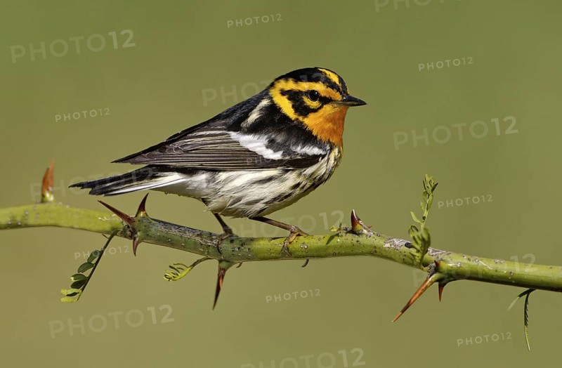 Blackburnian Warbler (Setophaga fusca), Texas, USA