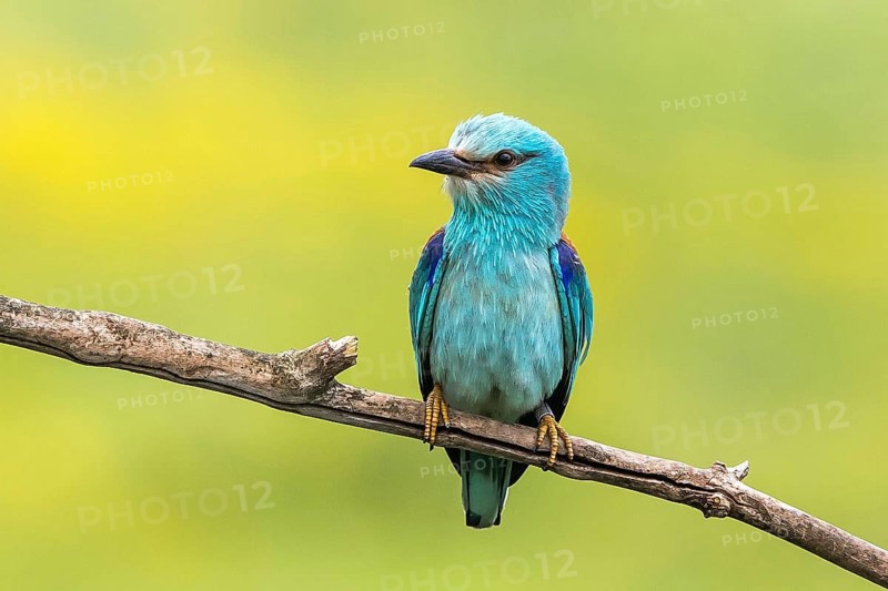 European Roller (Coracias garrulus) perched on a branch, Subotica, Serbia