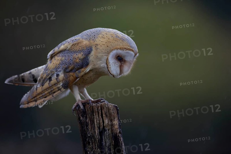 Schleiereule, lat. Tyto alba guttata, steht auf einem Weidepfahl und schaut konzentriert nach unten