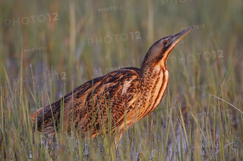 Eurasian Bittern (Botaurus stellaris) foraging, Austria