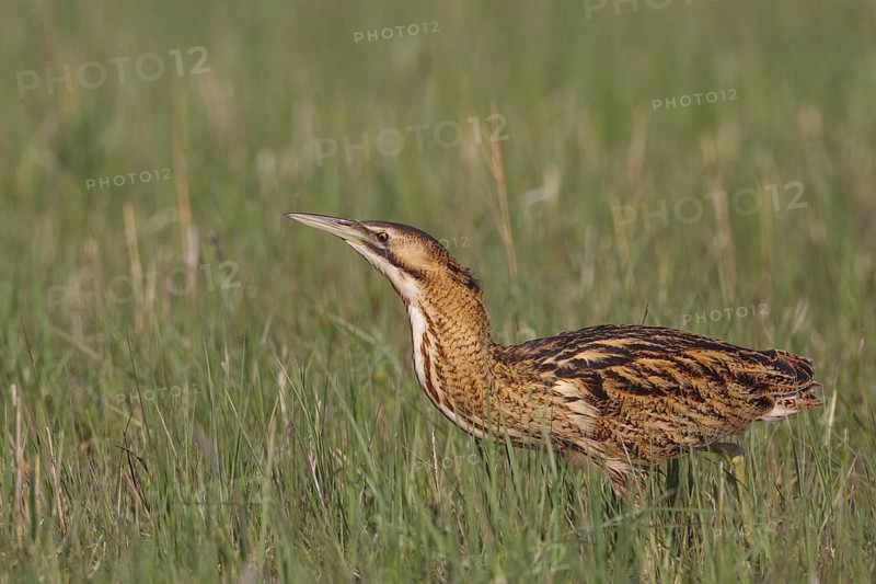 Eurasian Bittern (Botaurus stellaris) foraging, Austria