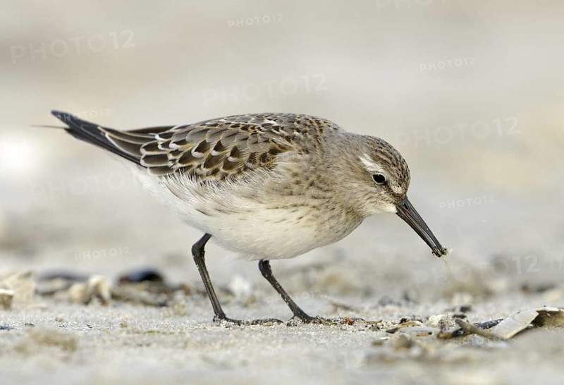 White-rumped Sandpiper (Calidris fuscicollis), Texas, USA