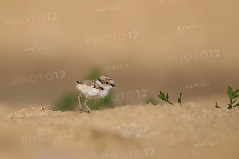 Little Ringed Plover (Charadrius dubius) chick, North Rhine-Westphalia, Germany