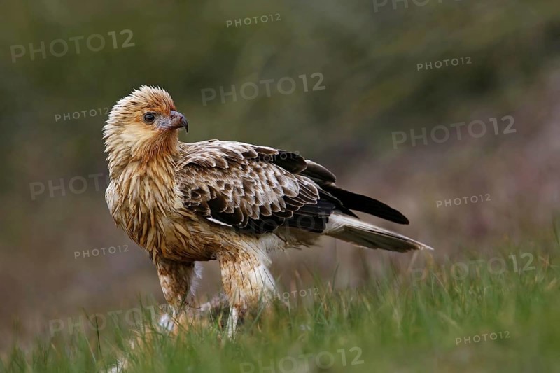 Whistling Kite (Haliastur sphenurus), Victoria, Australia