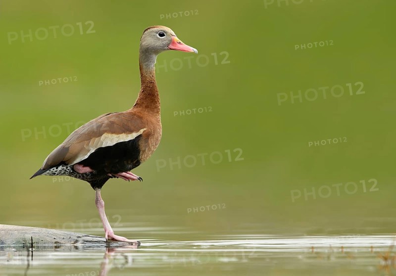 Black-bellied Whistling Duck (Dendrocygna autumnalis), Texas, USA
