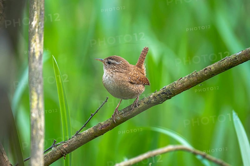 A wren (Troglodytes troglodytes) sitting on a branch, animal photo, bird, bird species, nature photo, wildlife, fauna, Steinhuder Meer, Mardorf, Neustadt am Rübenberge, Hanover Region, Lower Saxony, Germany