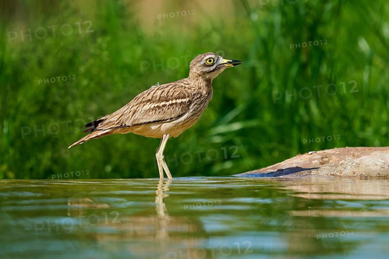 A bird with a watchful gaze at a waterhole in a green environment, Stone Curlew (Burhinus oedicnemus), spring, France