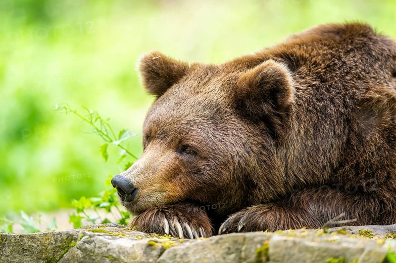 Brown bear (Ursus arctos) lying on a rock, portrait, Bavaria, Germany