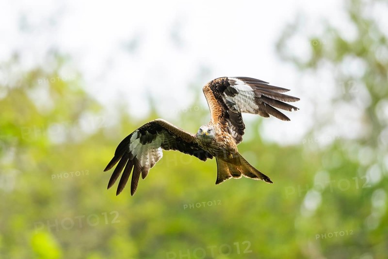 Red kite (Milvus milvus) flying in a forest in early summer, Bavaria, Germany