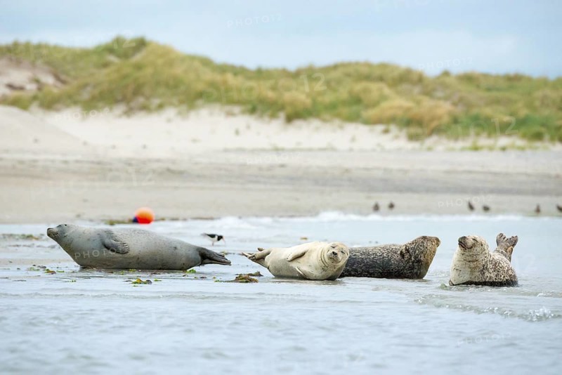 Several harbour seals (Phoca vitulina), seals, group, resting at low tide at the edge of the water, shore, sandy shore, wide sandy beach, small waves wash on the deserted, bright beach, calm sea in the evening, in the background a buoy and white dunes, sand dunes with vegetation, little surf, overcast sky, nobody, maritime landscape, serenity, relaxation, smile, view, island dune, Helgoland, Schleswig-Holstein, North Sea, Germany