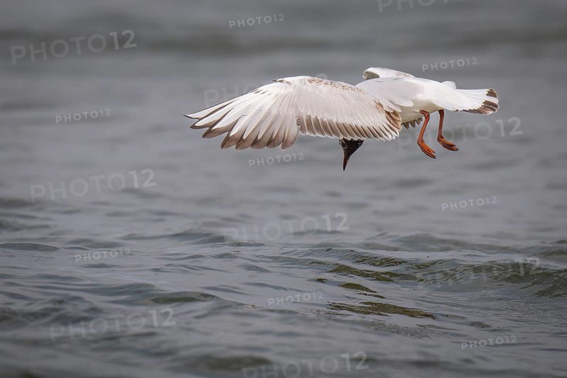 Black-headed gull (Chroicocephalus ridibundus) in summer plumage, looking for small fish, near Hvide Sande, Ringkøbing Fjord, North Sea, Denmark
