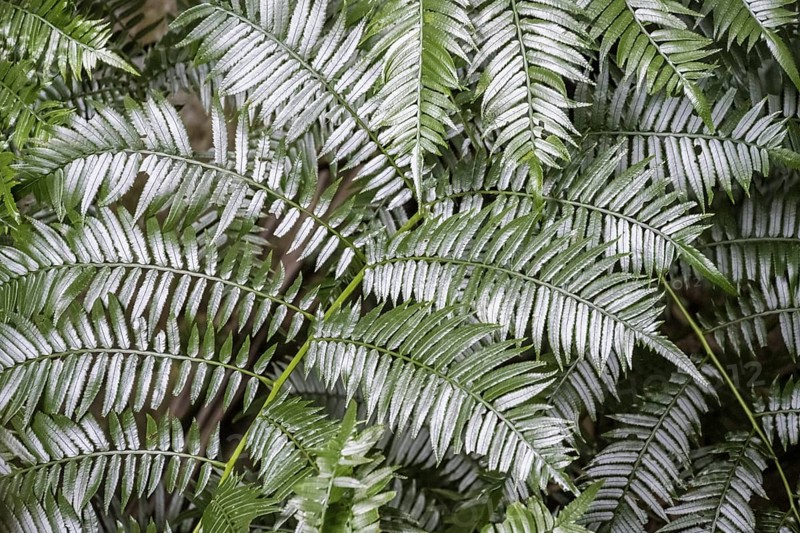 Fern leaf, dense forest, Graskop Gorge or Graskopkloof, Graskop, Mpumalanga, South Africa