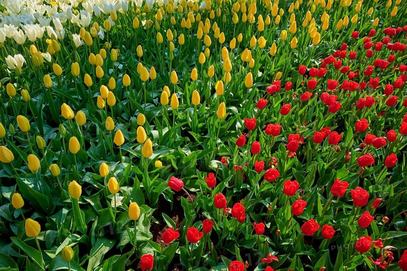 Bed of white, yellow and red tulips in full bloom, Keukenhof, Lisse, province of South Holland, Netherlands