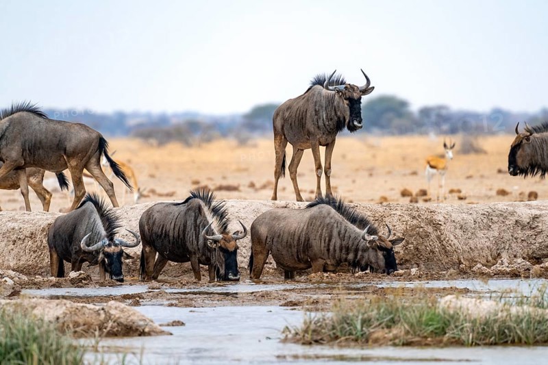Blue wildebeest (Connochaetes taurinus), group drinking at a waterhole, Nxai Pan National Park, Botswana