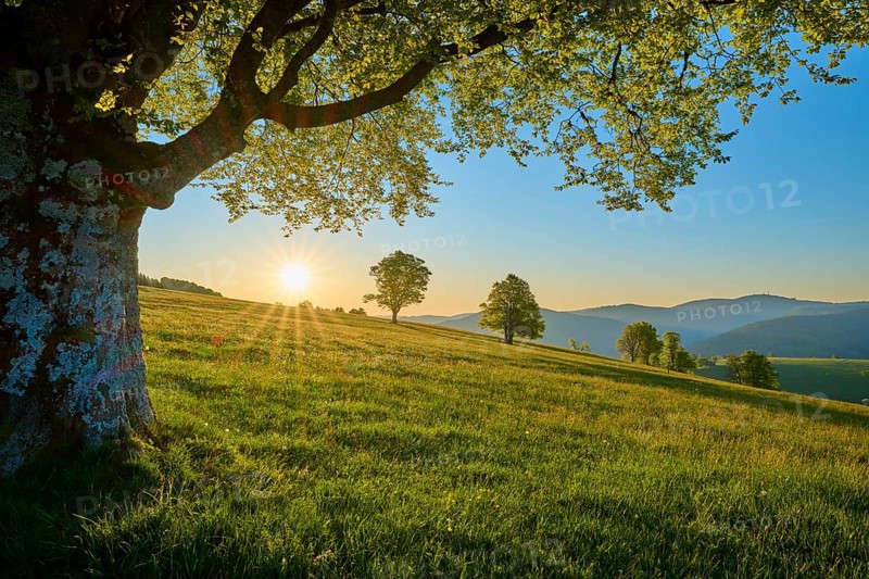 Gentle sunset over a quiet meadow with a large beech tree in the foreground, spring, Schauinsland, Freiburg im Breisgau, Black Forest, Baden-Württemberg, Germany