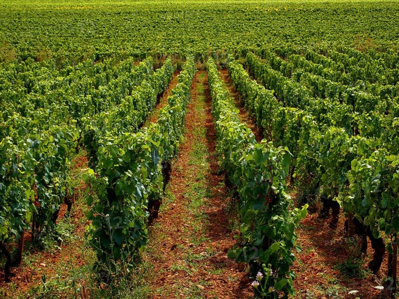 Lush green grapevines dominate the landscape of Cote d'Or in Burgundy, Auvergne-Rhone-Alpes, France. Rows of vines are abundant under the warm sun, ready for harvest