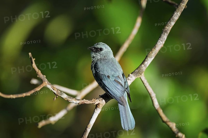 Lazuli flycatcher (Eumyias thalassinus), Sandakan, Sabah, Malaysia