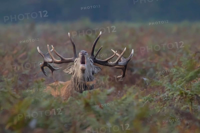 Red deer (Cervus elaphus) adult animal male stag roaring during the rutting season, England, United Kingdom