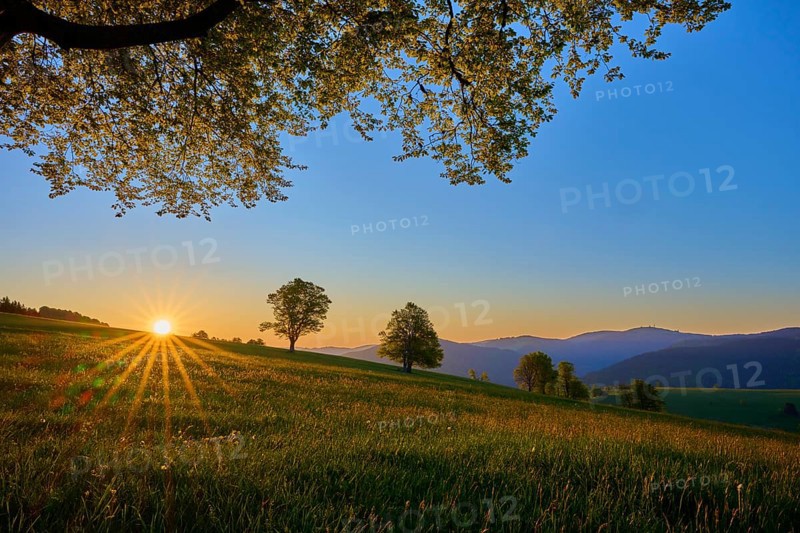 Green meadow with trees at sunrise, warm sunbeams flood the landscape, spring, Schauinsland, Freiburg im Breisgau, Black Forest, Baden-Württemberg, Germany