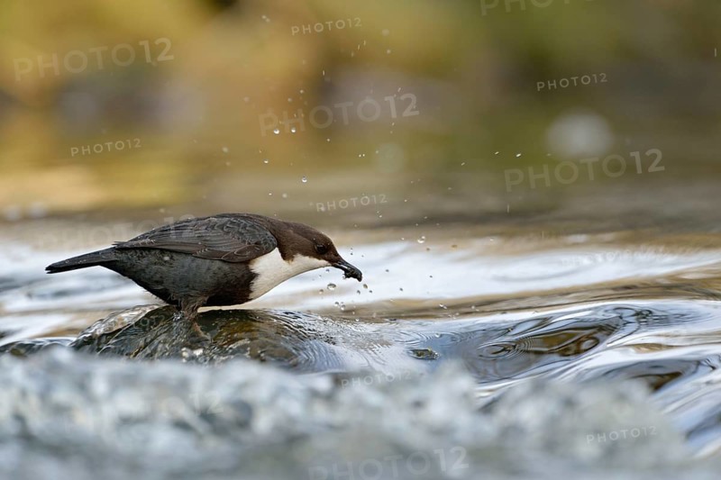 Successful... White-throated Dipper (Cinclus cinclus) standing on a stone in the middle of flowing water, with prey in its beak, has caught caddis fly larva, native birdlife, wildlife, nature, Sauerland, North Rhine-Westphalia, Germany, Western Europe