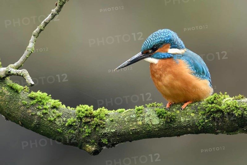 Cavity-nesting bird... Kingfisher (Alcedo atthis) with soil on its beak, probably just digging at its breeding den, now hunting, hunter, Lower Rhine, North Rhine-Westphalia, Germany, Western Europe