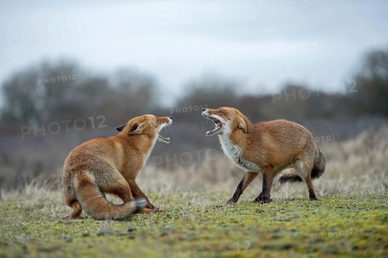 Snarling... Fox, red fox (Vulpes vulpes), two foxes, red foxes have come into conflict with each other during the breeding season, threaten each other, fight with each other, compete, show their teeth with wide open muzzle, native wildlife, nature