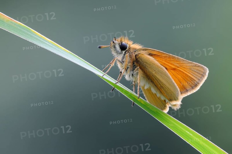 Atypical butterfly... Essex skipper (Thymelicus lineola), whimsical, relatively common butterfly on a blade of grass in the slight backlight, beautiful colours, detailed photo from the Eifel, wildlife, native nature, wildlife, Germany