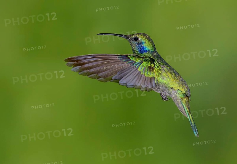Green Violetear Hummingbird (Colibri thalassinus) - San Gerrardo de Dota, Costa Rica