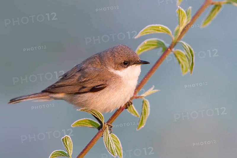 Lesser Whitethroat (Sylvia curruca), Baden-Wuerttemberg, Germany