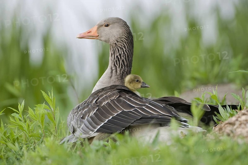Greylag Goose (Anser anser) with chicks, Saxony, Germany