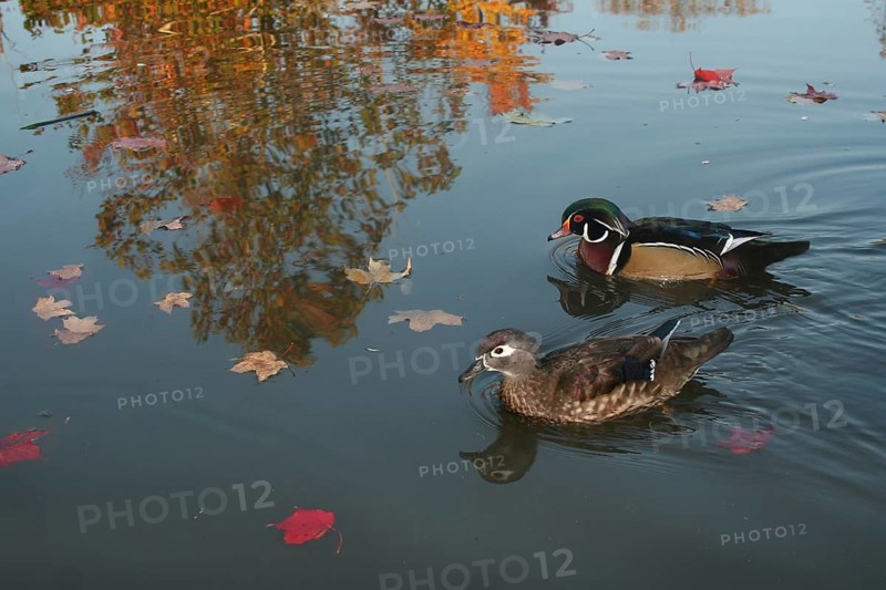 Wood Duck (Aix sponsa), Ohio, USA